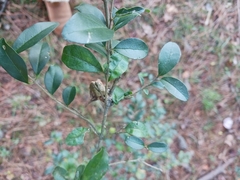 Ligustrum sinense