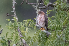 Accipiter tachiro