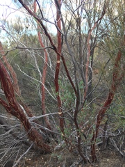Eucalyptus websteriana