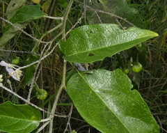 Solanum paniculatum