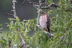Accipiter tachiro