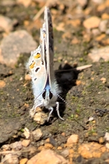 Polyommatus icarus