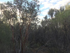 Eucalyptus websteriana