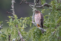 Accipiter tachiro