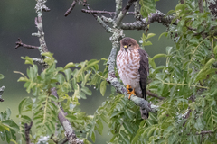 Accipiter tachiro