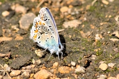 Polyommatus icarus