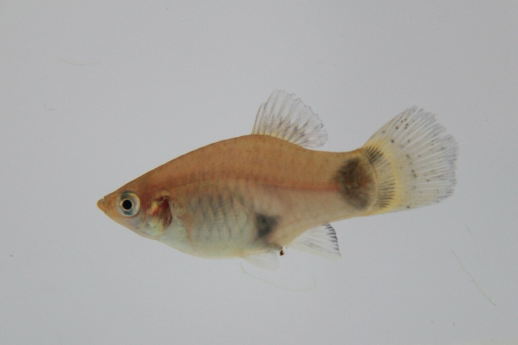 Southern Platyfish