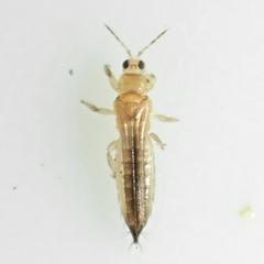 Thripinae