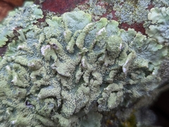 Punctelia caseana