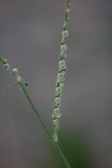 Paspalum setaceum