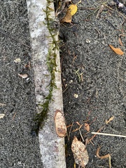 Egeria densa