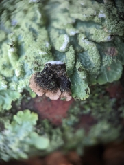 Punctelia caseana