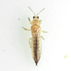 Thripinae