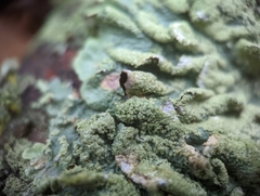 Punctelia caseana