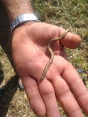 Ophiodes vertebralis