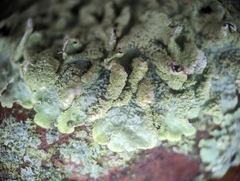 Punctelia caseana