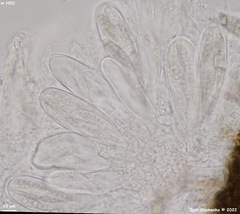 Dothideomycetes