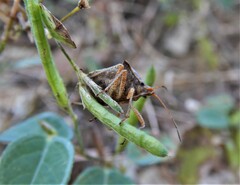 Carpocorini