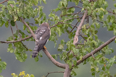 Accipiter tachiro