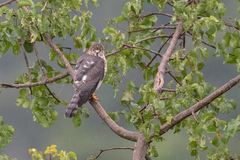 Accipiter tachiro