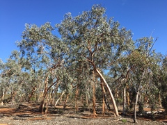 Eucalyptus woodwardii