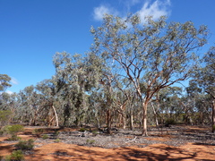 Eucalyptus woodwardii