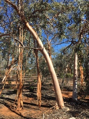 Eucalyptus woodwardii