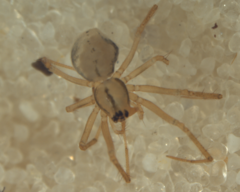 Diploplecta communis