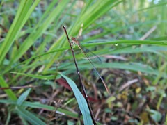 Leptobasis vacillans