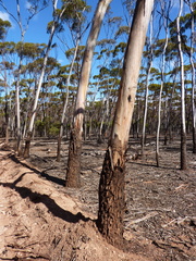Eucalyptus lesouefii