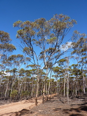 Eucalyptus lesouefii