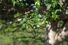 Bursera karsteniana