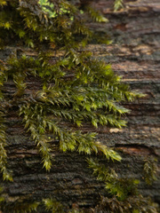 Platygyrium repens