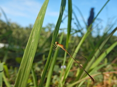 Leptobasis vacillans