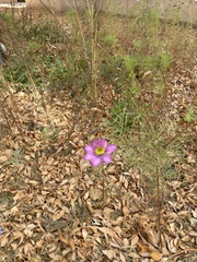 Cosmos bipinnatus