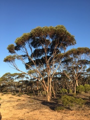 Eucalyptus calcareana