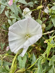 Calystegia macrostegia