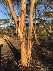 Eucalyptus calcareana