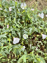 Calystegia macrostegia