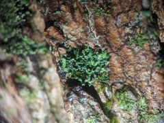 Phaeophyscia pusilloides