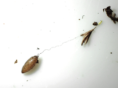 Meteorus pulchricornis