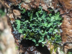 Phaeophyscia pusilloides