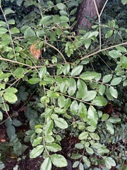 Ligustrum ovalifolium