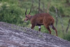 Tragelaphus scriptus bor