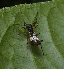 Micrathena picta