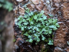 Phaeophyscia pusilloides
