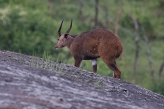 Tragelaphus scriptus bor