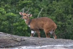 Tragelaphus scriptus bor