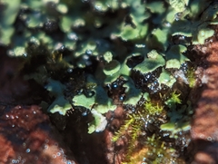 Phaeophyscia pusilloides