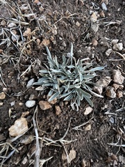 Chamaesaracha coronopus